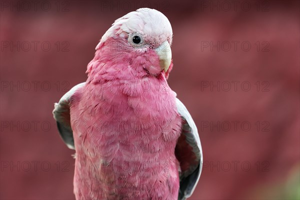 Galah