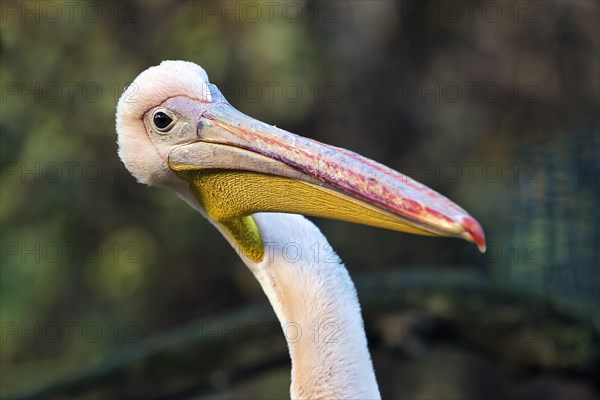 Great white pelican