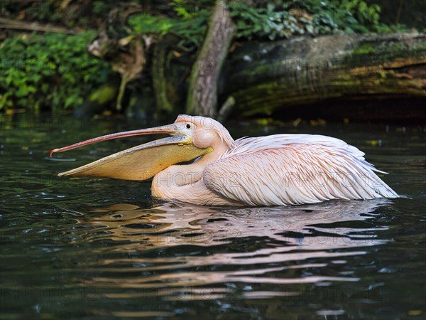 Great white pelican