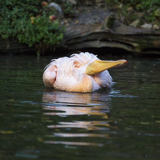 Great white pelican