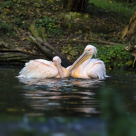 Great white pelicans