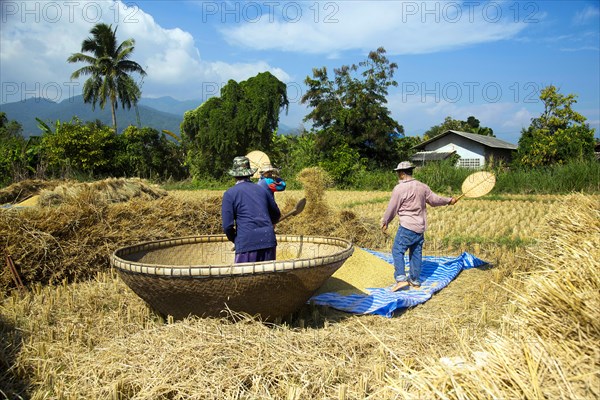 Rice farmers traditionally harvesting and threshing rice