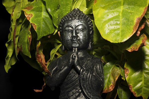 Small Bhuda figure sitting under a young coffee bush