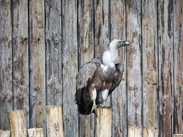 Griffon Vulture