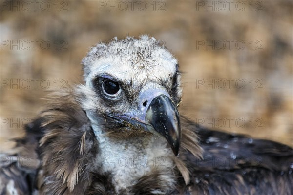 Cinereous vulture