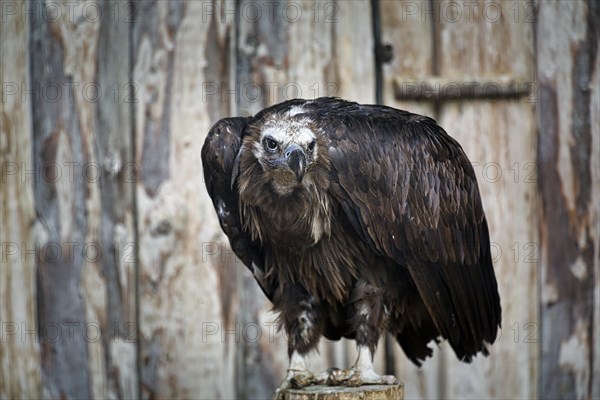 Cinereous vulture