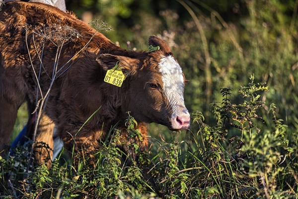 Newborn calf of a cow goes to the meadow