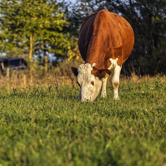 Cow eating grass in the meadow