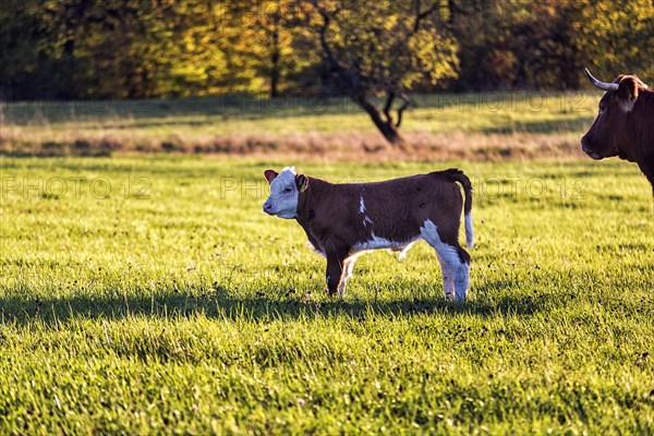 Calf of a cow on the meadow