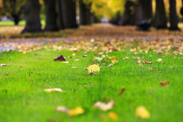 Autumn leaves in a meadow in the Berggarten