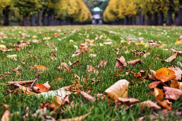 Autumn leaves in a meadow