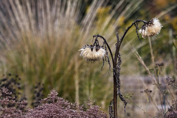 Dry flowers of a perennial