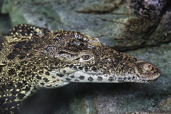 Cuban crocodile