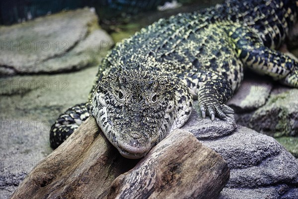 Cuban crocodile