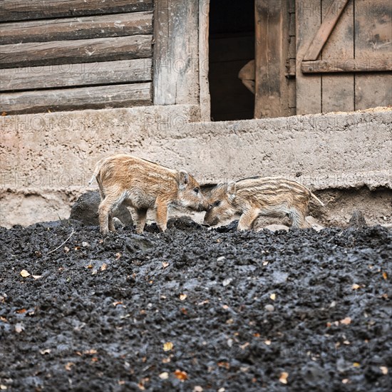 Two wild boars