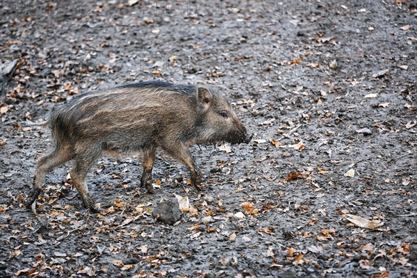 Wild boar