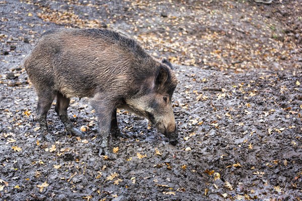 Wild boar