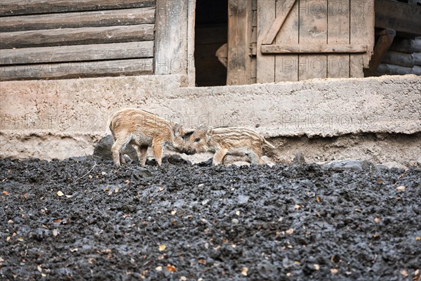 Two wild boars