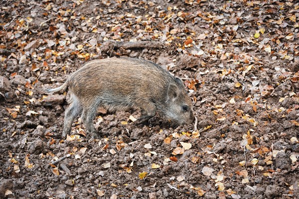 Wild boar