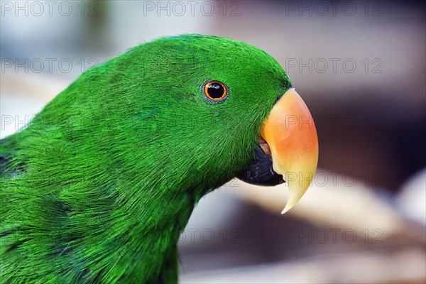 Green eclectus parrot