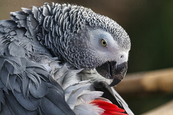 African grey parrot