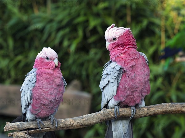 Two galahs