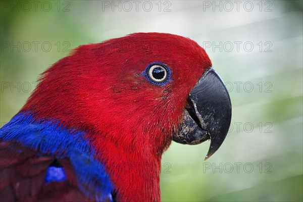 Red eclectus parrot