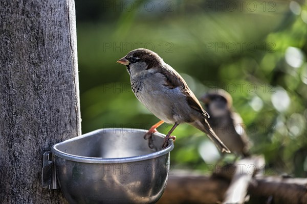 House sparrow