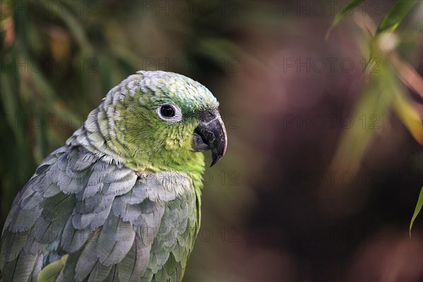 Southern mealy amazon