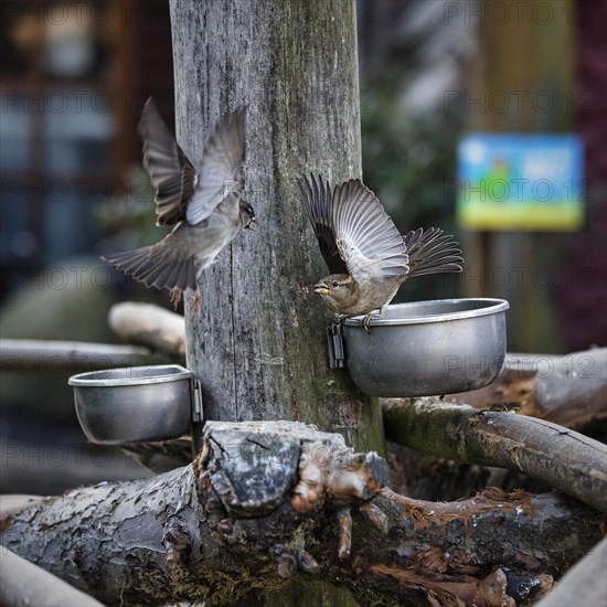 Two house sparrows