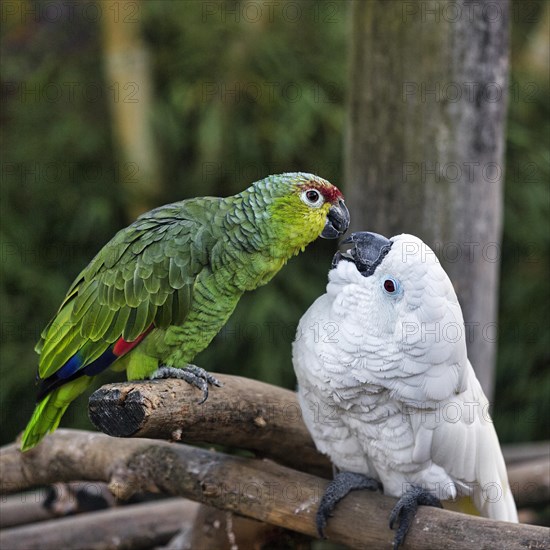 Ecuador Amazon