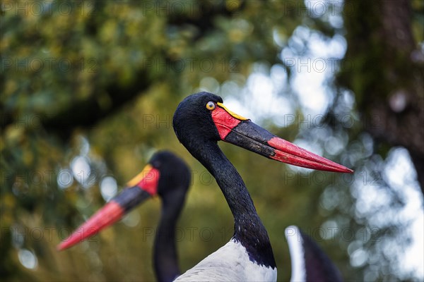 Two Saddle-billed Storks