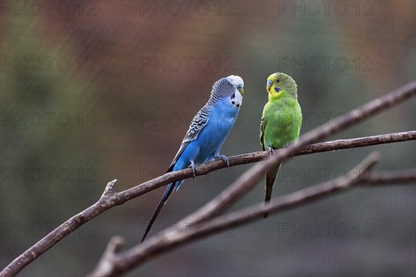 Two different coloured budgies
