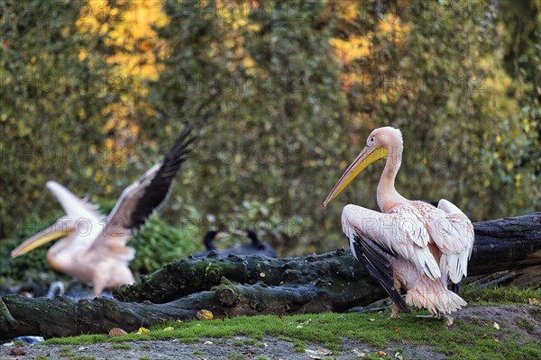 Two great white pelicans