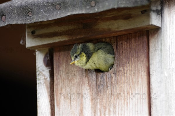 Blue tit