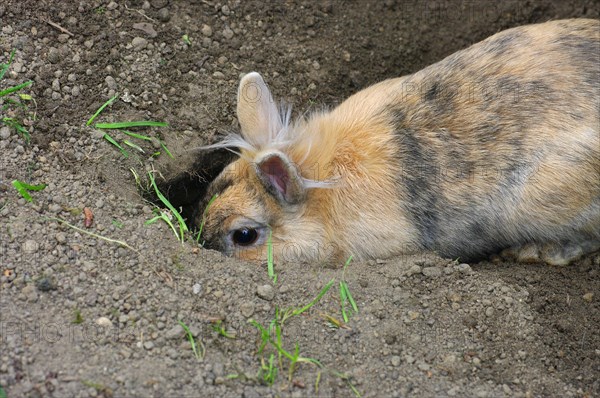 Domestic rabbit