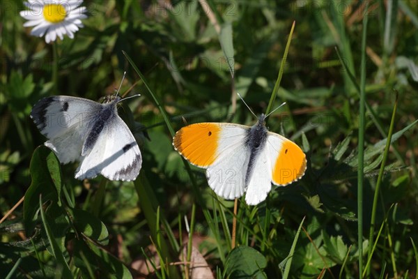 Close-up