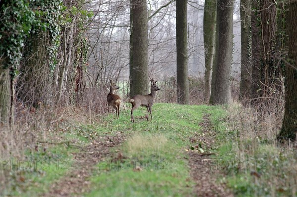 European roe deer