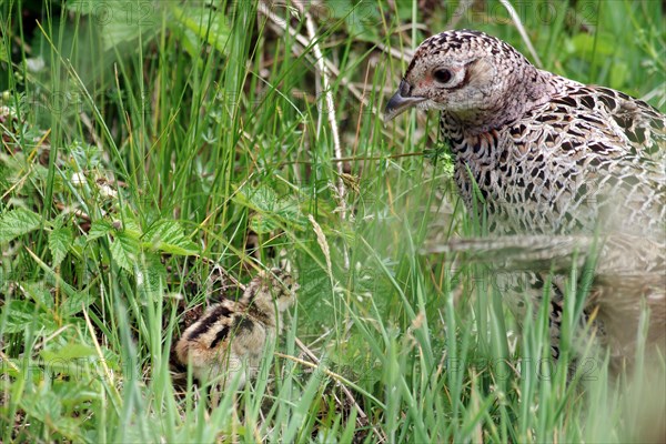 Pheasant