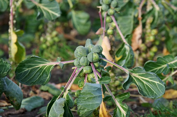 Brussels sprout