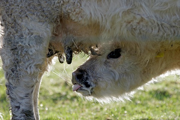 Domestic cattle