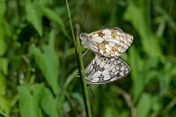 Marbled white