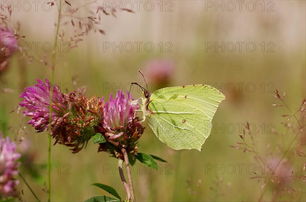 Brimstone