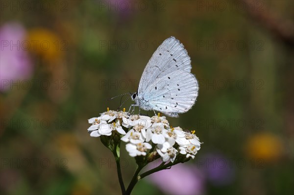 Holly blue