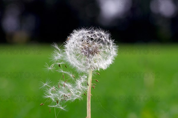 Dandelion