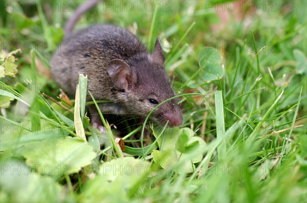 Lesser white-toothed shrew