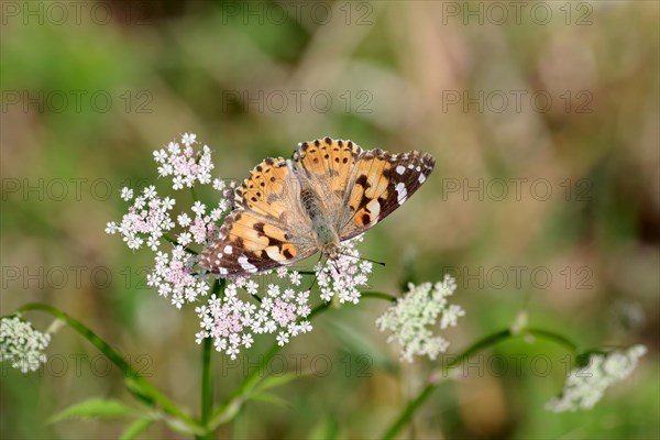 Painted lady