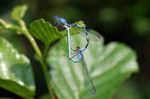 Common blue damselfly