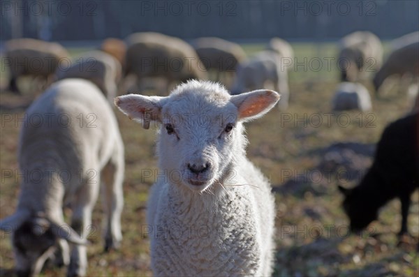 Domestic sheep