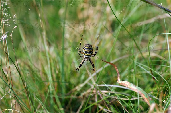 Wasp spider